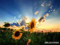 宁夏荣昌养殖专业合作社