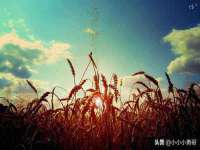 宁夏荣昌养殖专业合作社