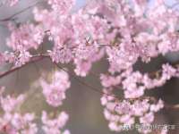 宁夏荣昌养殖专业合作社