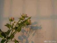 宁夏荣昌养殖专业合作社