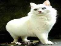 宁夏荣昌养殖专业合作社