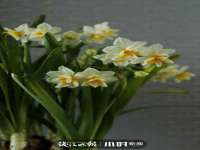宁夏荣昌养殖专业合作社