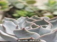 宁夏荣昌养殖专业合作社