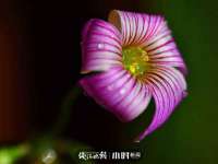 宁夏荣昌养殖专业合作社