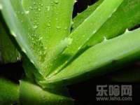 宁夏荣昌养殖专业合作社