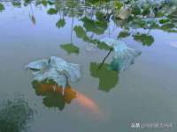 宁夏荣昌养殖专业合作社