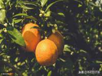 宁夏荣昌养殖专业合作社