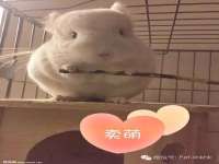 宁夏荣昌养殖专业合作社
