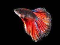 宁夏荣昌养殖专业合作社