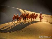 宁夏荣昌养殖专业合作社