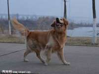 宁夏荣昌养殖专业合作社