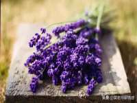 宁夏荣昌养殖专业合作社