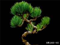 宁夏荣昌养殖专业合作社