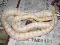 宁夏荣昌养殖专业合作社