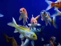 宁夏荣昌养殖专业合作社